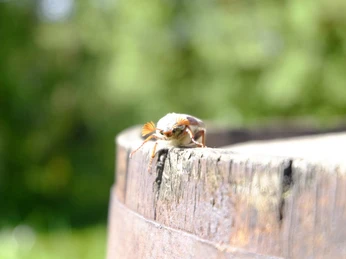 SchwarzWild, Willkommen, Herr Jürgen Rimböck