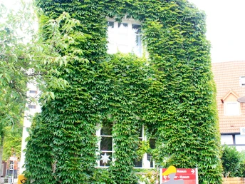 Mit Efeu bewachsenes Haus mit zwei sichtbaren Fenstern und Blumendekoration, verbunden mit gepflastertem Weg.