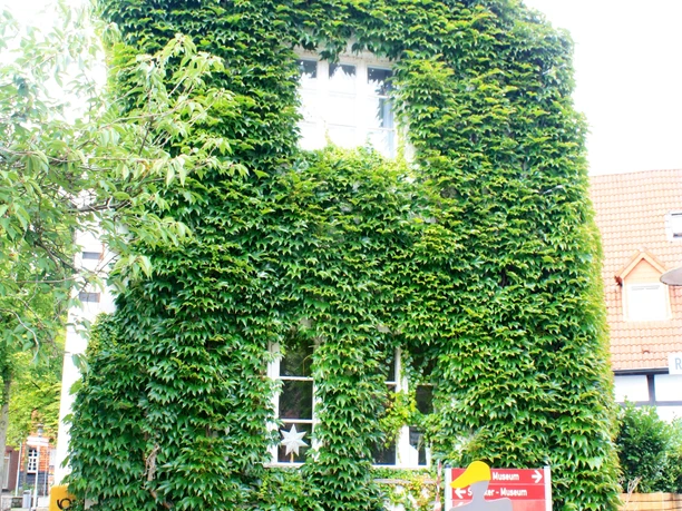 ZeitRäume.JPG Mit Efeu bewachsenes Haus mit zwei sichtbaren Fenstern und Blumendekoration, verbunden mit gepflastertem Weg.
