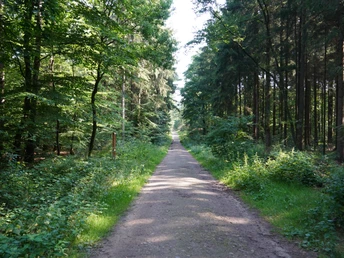 Waldlehrpfad im Forst Elm Waldweg mit einem nur von der Seite sichtbaren Waldlehrpfadschild