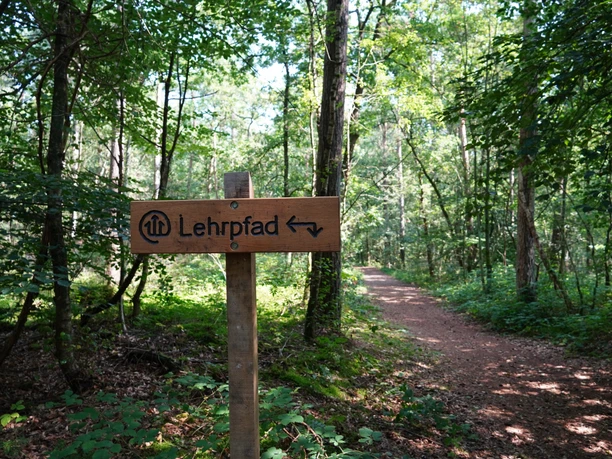 Waldlehrpfad Wegweiser des Waldlehrpfads im Forst Elm