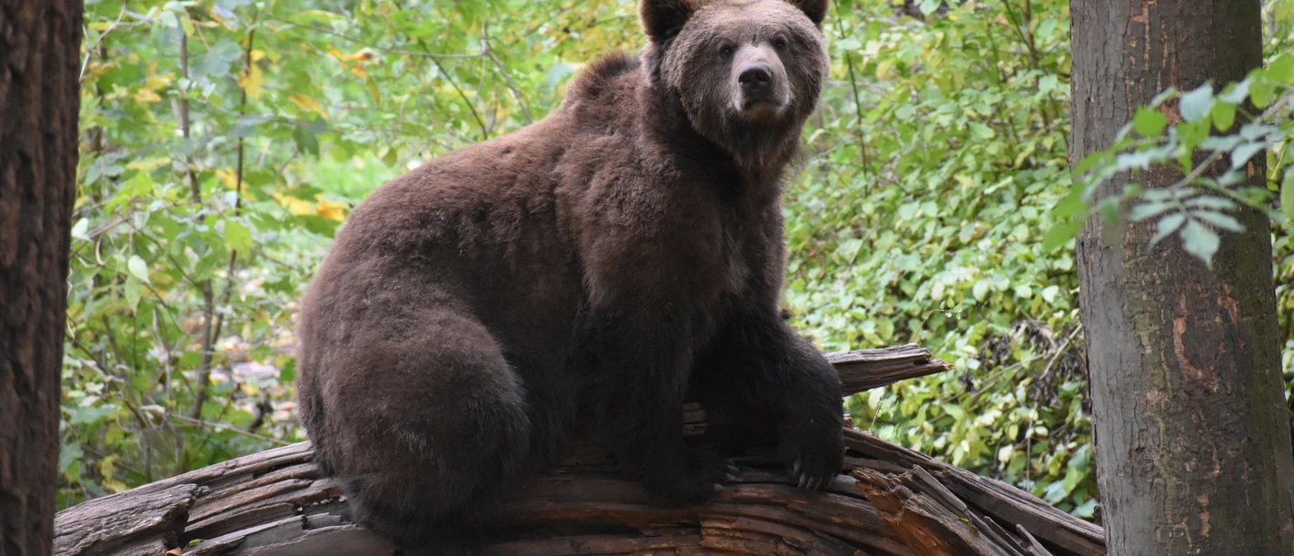 Wildes Worbis - Bärenpark Worbis Wildes Worbis - Bärenpark Worbis
