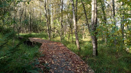 Lehrpfad Hüttenbusch Holzbolen des Lehrpfads teilweise mit Laub bedeckt durch den Wald