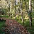 Lehrpfad Hüttenbusch Holzbolen des Lehrpfads teilweise mit Laub bedeckt durch den Wald