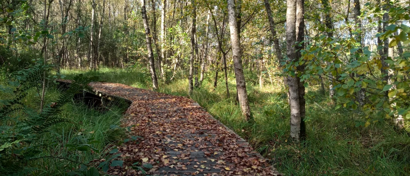 Lehrpfad Hüttenbusch Holzbolen des Lehrpfads teilweise mit Laub bedeckt durch den Wald