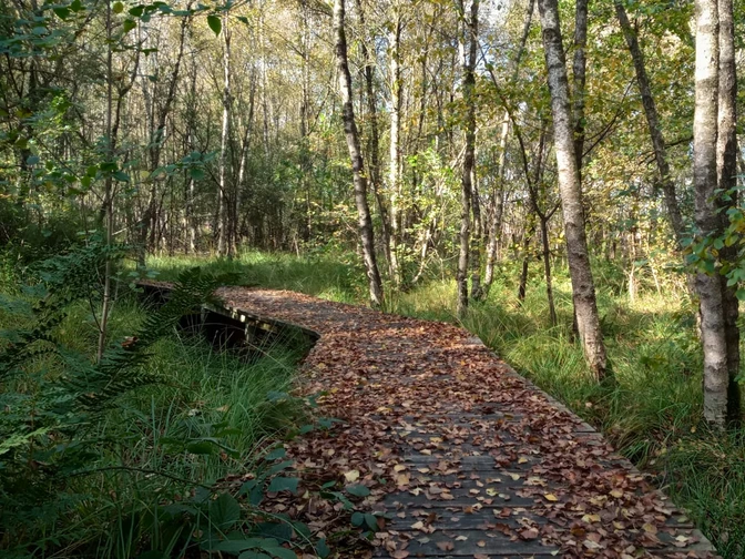 Lehrpfad Hüttenbusch Holzbolen des Lehrpfads teilweise mit Laub bedeckt durch den Wald