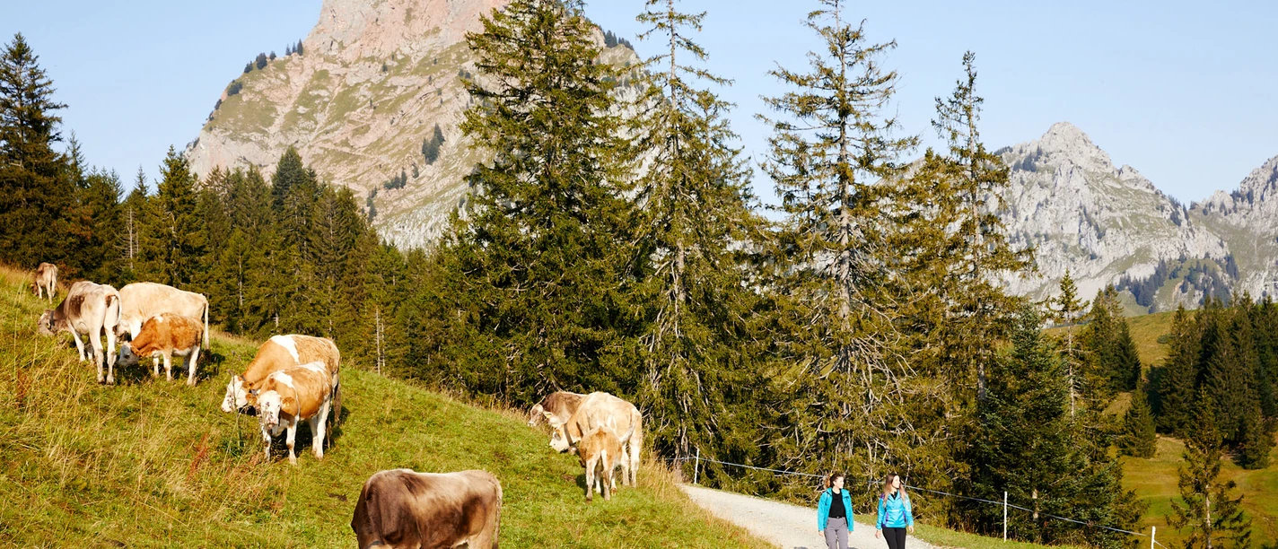 Zwei Frauen wandern auf Wanderweg Richtung Alpwirtschaft Zwäcken