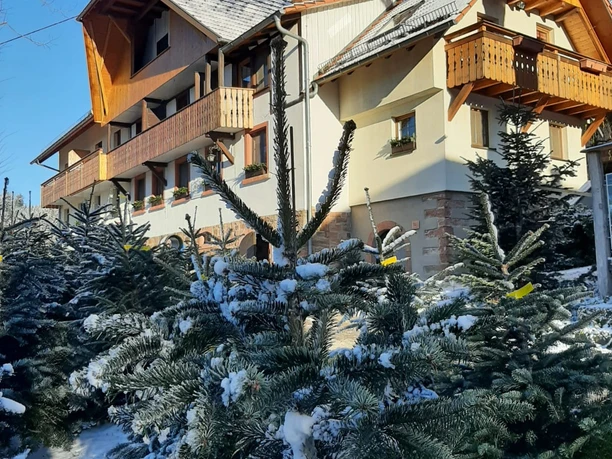 Copyright Andrea Gmeiner IMG 20241130 WA0047 6