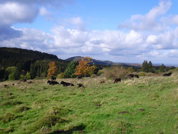 Huteweide