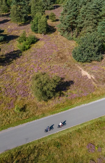 Moosheider Straße in Hövelhof Zwei Radfahrer auf einer schmalen Landstraße durchqueren ein lila blühendes Heidegebiet.