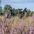 Zwei Radfahrer fahren auf einem Pfad durch blühende Heide in einer grünen Landschaft.