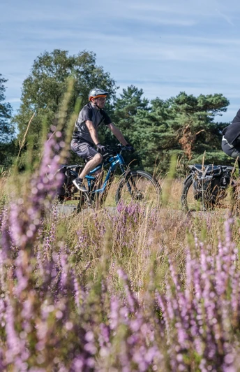 Zwei Radfahrer fahren auf einem Pfad durch blühende Heide in einer grünen Landschaft.