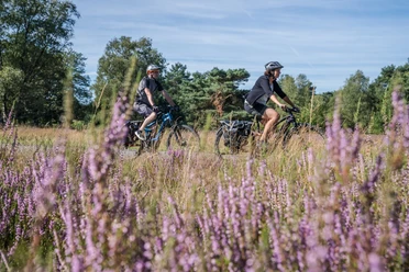 Radfahrer in der Moosheide Zwei Radfahrer fahren auf einem Pfad durch blühende Heide in einer grünen Landschaft.