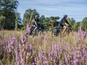 Radfahrer in der Moosheide Zwei Radfahrer fahren auf einem Pfad durch blühende Heide in einer grünen Landschaft.