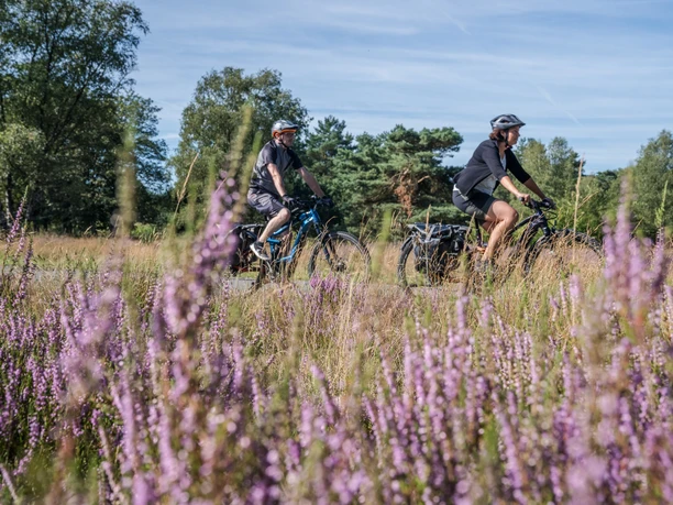 Radfahrer in der Moosheide Zwei Radfahrer fahren auf einem Pfad durch blühende Heide in einer grünen Landschaft.