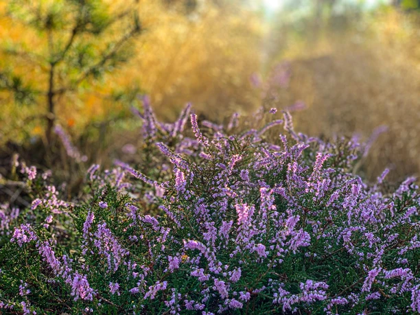 Blühende Heide