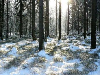 Wanderung in die Rauhnacht