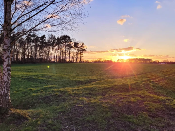Sonnenuntergang über einer grünen Wiese neben einem Birkenbaum und einem kleinen Wassergraben.