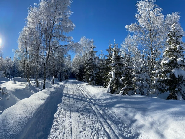 Loipe L2 - Richtung Schellerhau Winter