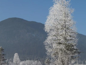 Winterspaziergang im Ammertal