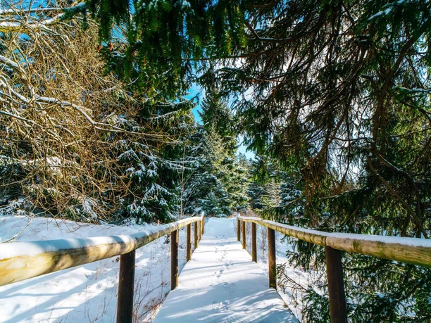 Braunlage Winter Natur