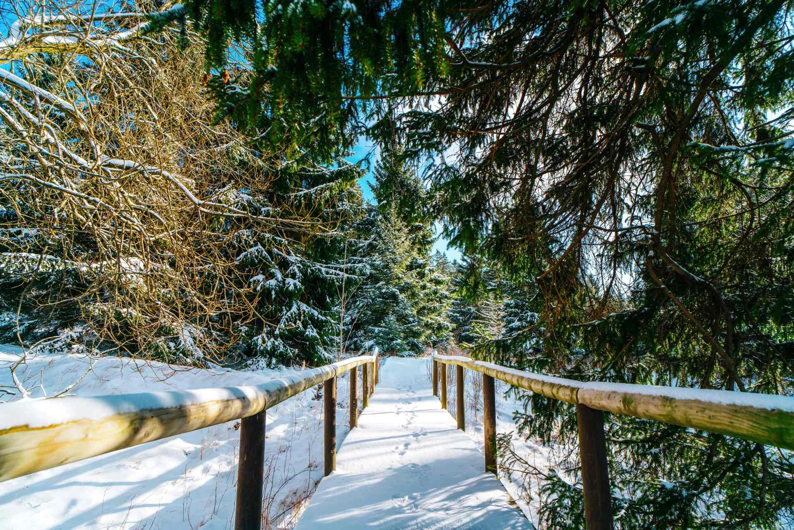 Braunlage Winter Natur Braunlage Winter Natur