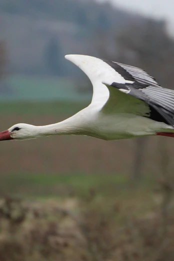 Störche am Glockenborn