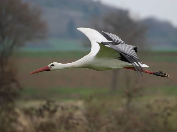 Störche am Glockenborn
