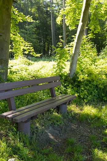 Holzbank unter einem Baum im sonnigen Wald, mit Schild über lokale Gemeindeaktivitäten.