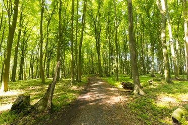 Stemweder Berg Waldweg im Stemweder Berg, umgeben von dichtem, grünem Laubwald bei sonnigem Tageslicht.