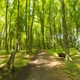 Stemweder Berg Waldweg im Stemweder Berg, umgeben von dichtem, grünem Laubwald bei sonnigem Tageslicht.