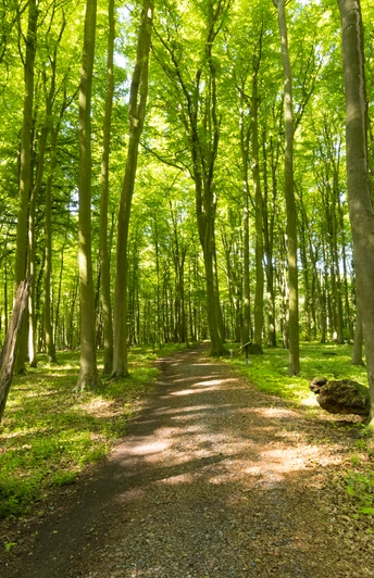 Stemweder Berg Waldweg im Stemweder Berg, umgeben von dichtem, grünem Laubwald bei sonnigem Tageslicht.