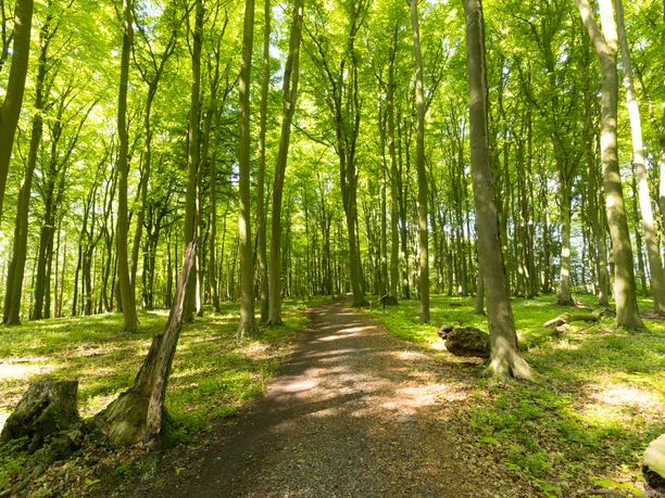 Stemweder Berg Waldweg im Stemweder Berg, umgeben von dichtem, grünem Laubwald bei sonnigem Tageslicht.