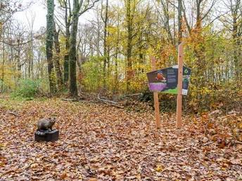 Wildkatzenlehrpfad Heyda - Tafel 6