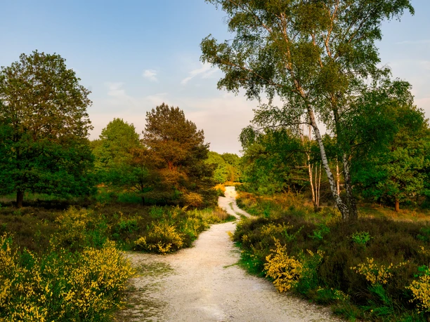 Wahner Heide