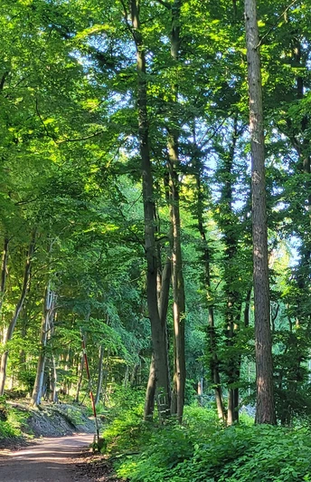 Waldweg im Wiehengebirge bei Lübbecke; grüne Blätter, hoher Baumbestand, Sonnenlicht dringt durch.