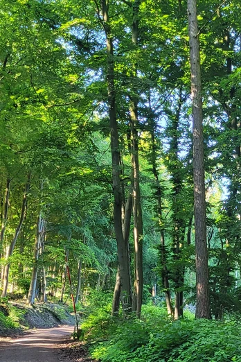 Waldweg im Wiehengebirge bei Lübbecke; grüne Blätter, hoher Baumbestand, Sonnenlicht dringt durch.