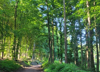 Wiehengebirge Lübbecke Waldweg im Wiehengebirge bei Lübbecke; grüne Blätter, hoher Baumbestand, Sonnenlicht dringt durch.
