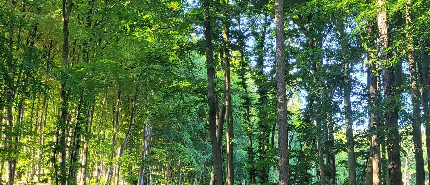 Wiehengebirge Lübbecke Waldweg im Wiehengebirge bei Lübbecke; grüne Blätter, hoher Baumbestand, Sonnenlicht dringt durch.