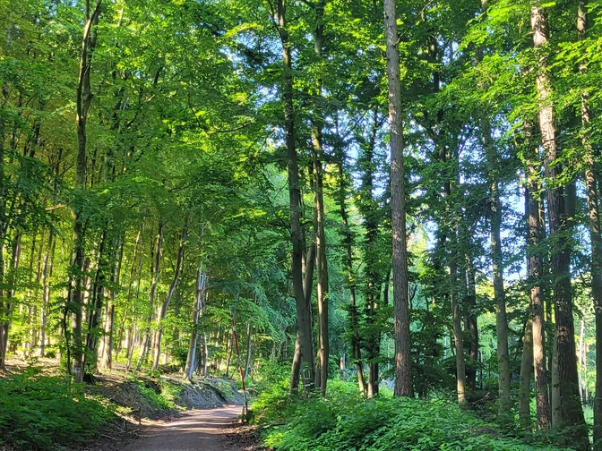 Wiehengebirge Lübbecke Waldweg im Wiehengebirge bei Lübbecke; grüne Blätter, hoher Baumbestand, Sonnenlicht dringt durch.