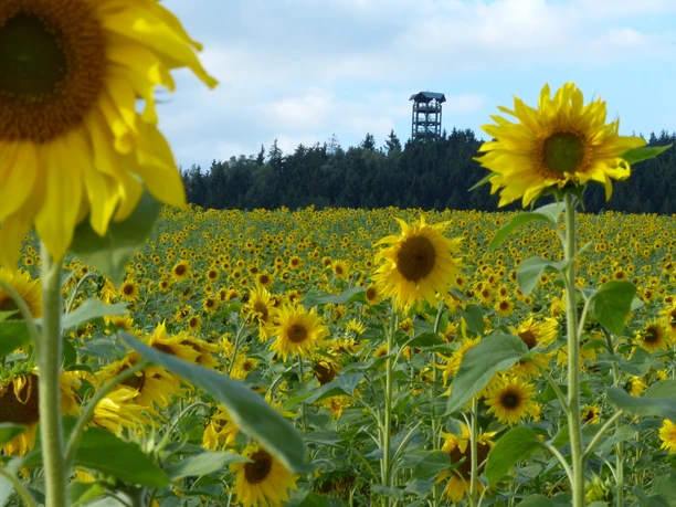 Weifbergturm Hinterhermsdorf