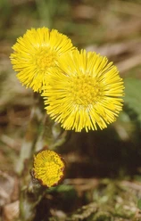 Huflattich