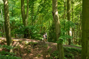 Preußisch-Oldendorf Wiehengebirge Zwei Wanderer spazieren auf einem schattigen Waldweg zwischen hohen, dicht stehenden Buchen.