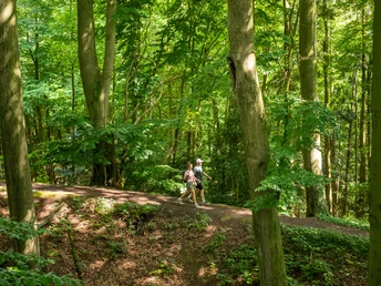 Preußisch-Oldendorf Wiehengebirge Zwei Wanderer spazieren auf einem schattigen Waldweg zwischen hohen, dicht stehenden Buchen.
