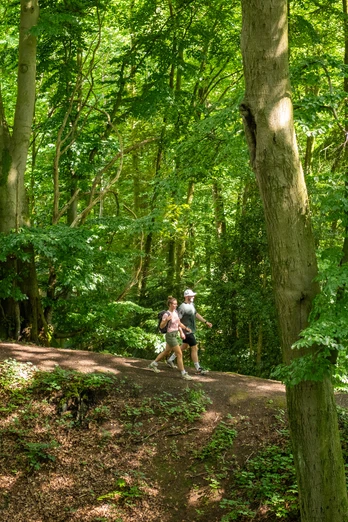 Preußisch-Oldendorf Wiehengebirge Zwei Wanderer spazieren auf einem schattigen Waldweg zwischen hohen, dicht stehenden Buchen.