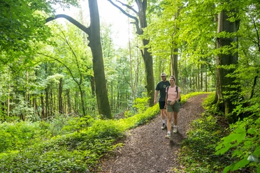 Wiehengebirge Zwei Personen wandern auf einem grünen Waldweg im sonnenbeschienenen Wiehengebirge.