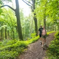 Wiehengebirge Zwei Personen wandern auf einem grünen Waldweg im sonnenbeschienenen Wiehengebirge.
