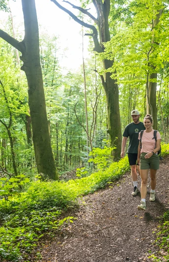 Wiehengebirge Zwei Personen wandern auf einem grünen Waldweg im sonnenbeschienenen Wiehengebirge.