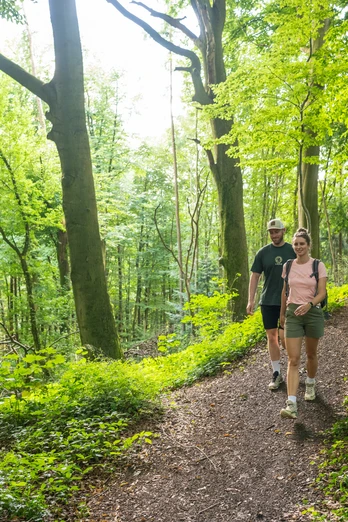 Wiehengebirge Zwei Personen wandern auf einem grünen Waldweg im sonnenbeschienenen Wiehengebirge.