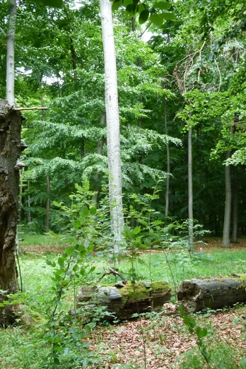 Naturwald Süntel Naturwald Süntel